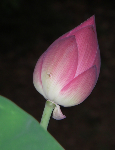 lotusbloom.jpg